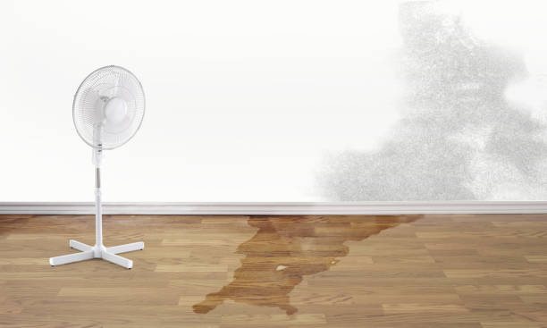 Best Water damage restoration mold remediation  in Southwood Acres, CT