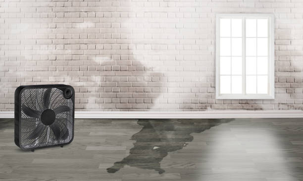 Best Water damage restoration near me  in Southwood Acres, CT